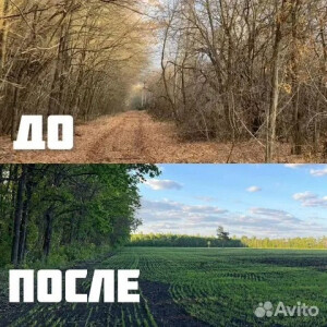 Расчистка территорий от деревьев и пней от 1 Га